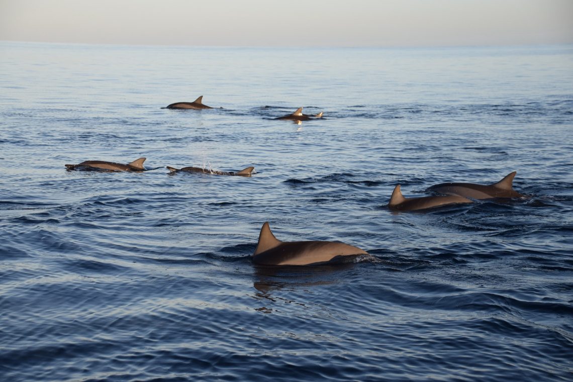 nager avec les dauphins île maurice snorkeling plongée pas cher skipper bateau activité nautique
