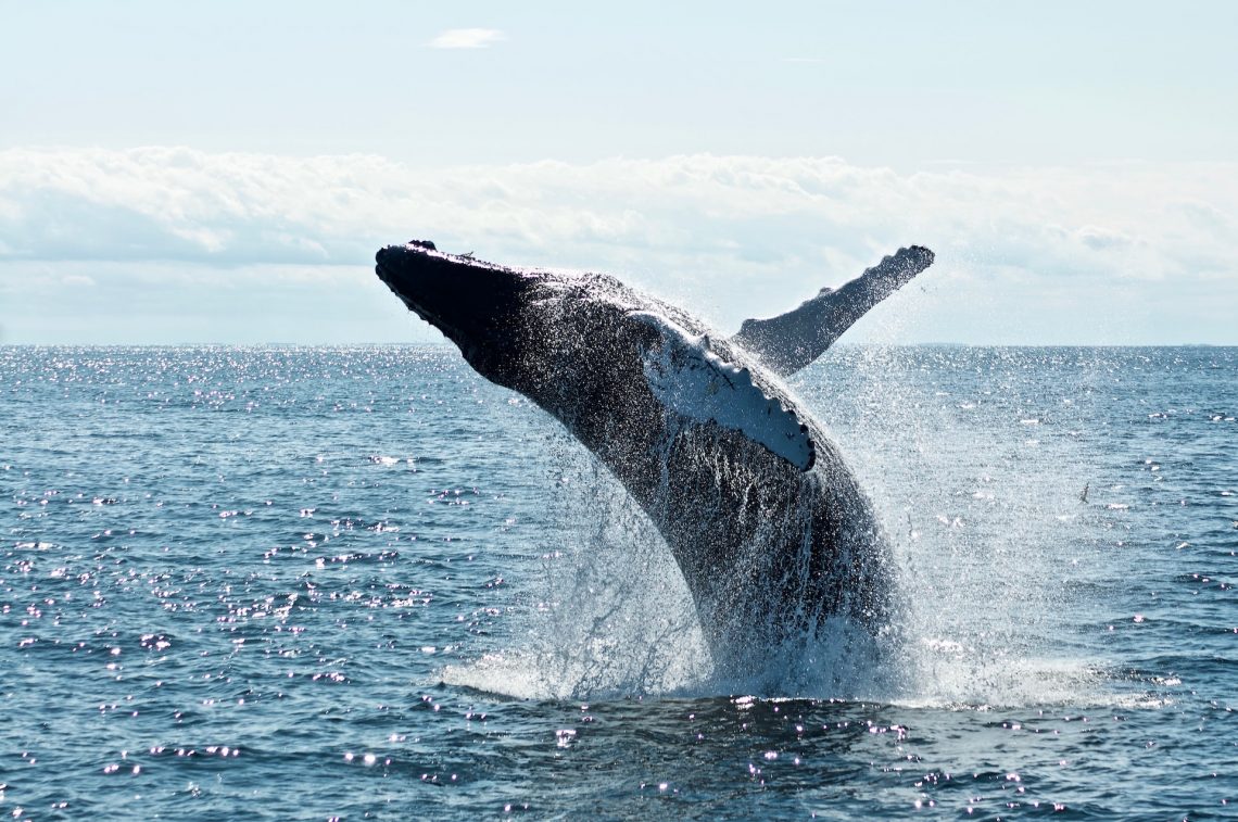 excursion océan observation baleine dauphin pas cher activité agence capitaine bateau