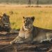 zoo safari pas cher maurice accrobranche famille activité agence billet réserver tortues lion guépard zèbre