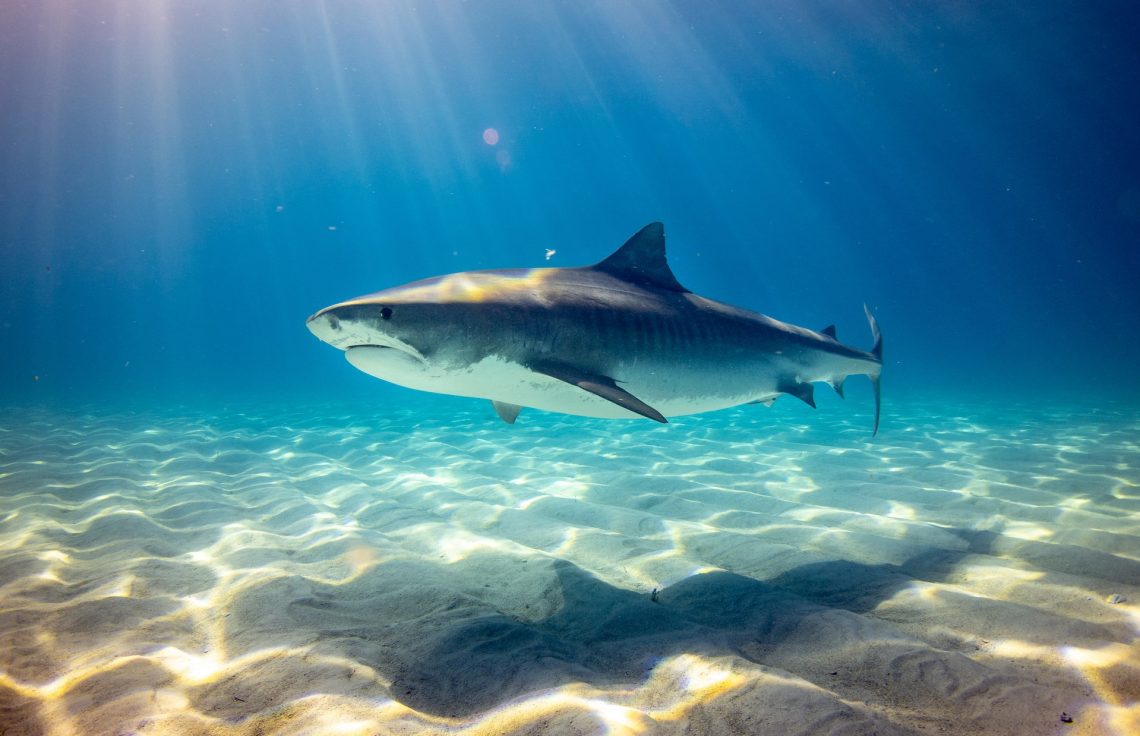 requin ile maurice tourisme hôtel plage attaque crise