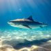 requin ile maurice tourisme hôtel plage attaque crise