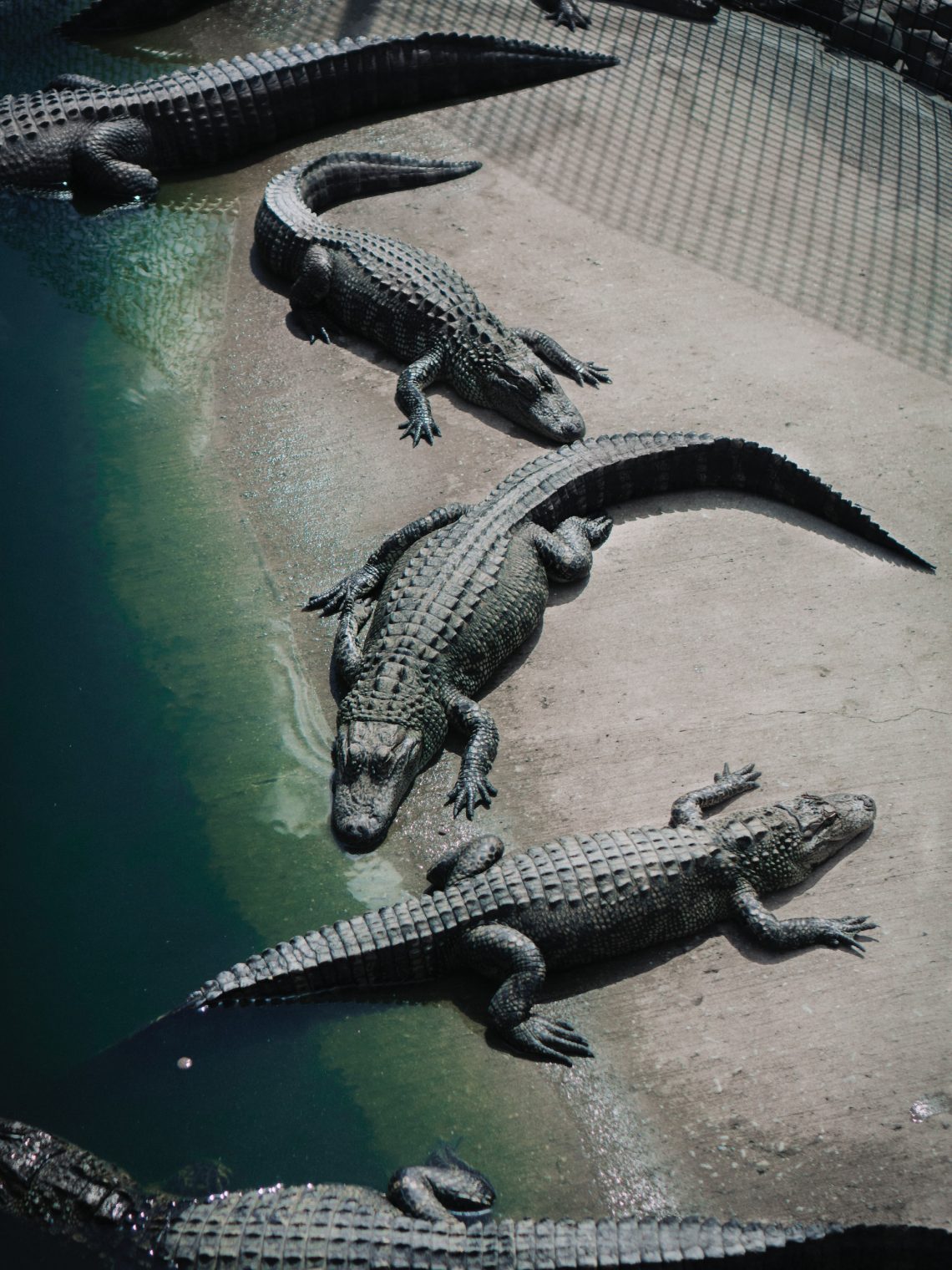 réservation billet vanille nature park crocodile tortue zoo île maurice pas cher vacances