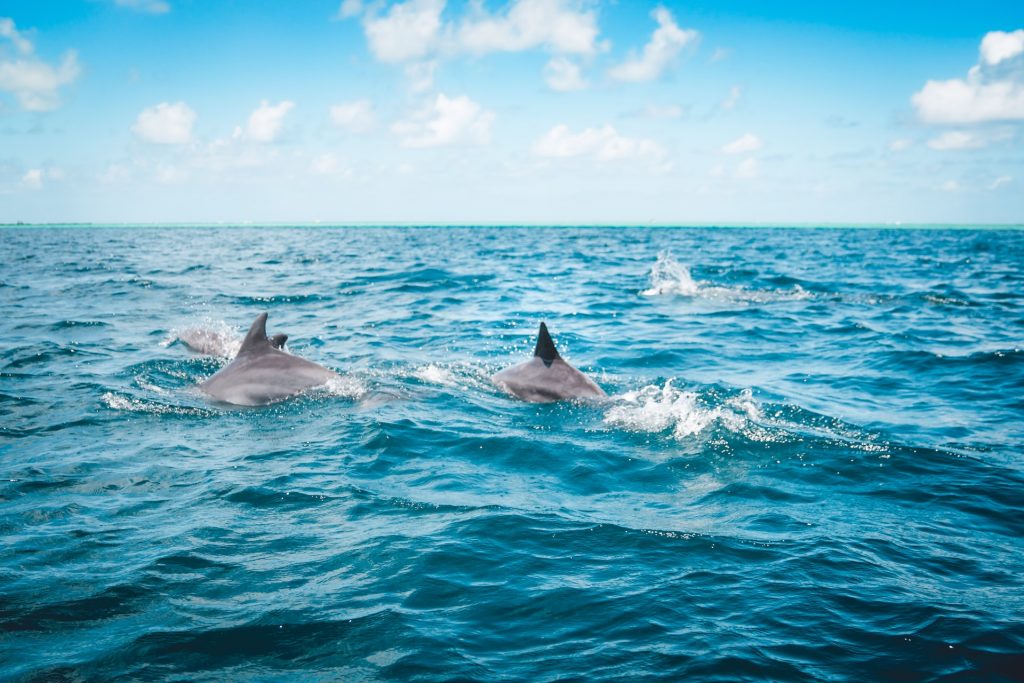 nager dauphin baleine guide conseil blog voyage île maurice avantages hors saison trouver vol moins cher