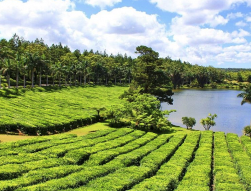 champs de thé canne à sucre île maurice visite guide agence transport transfert journée réservation billet rhum dégustation