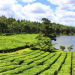 champs de thé canne à sucre île maurice visite guide agence transport transfert journée réservation billet rhum dégustation