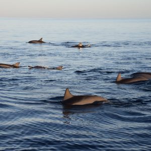 guide avis nager avec les dauphins île maurice expérience comment réserver touristique tourisme voyage bateau