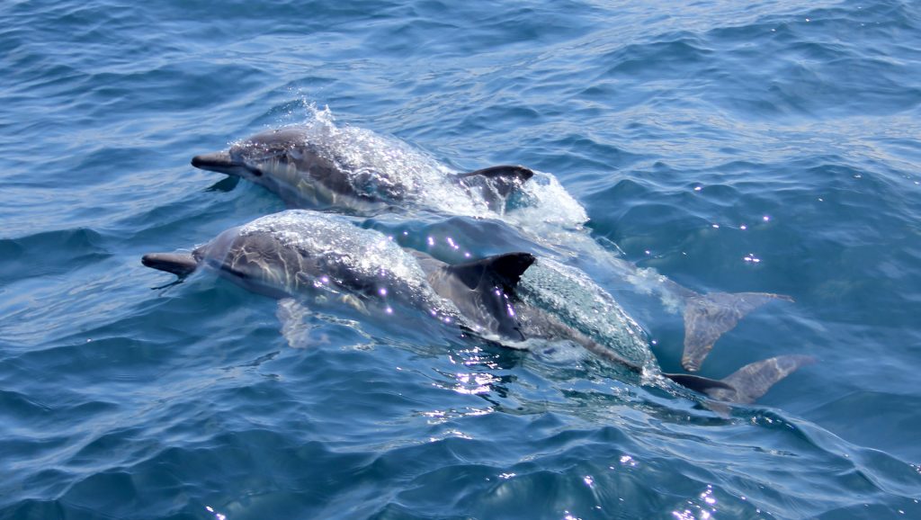 guide tourisme conseil avis réservation baie bleue observation dauphins snorkeling plongée randonnée