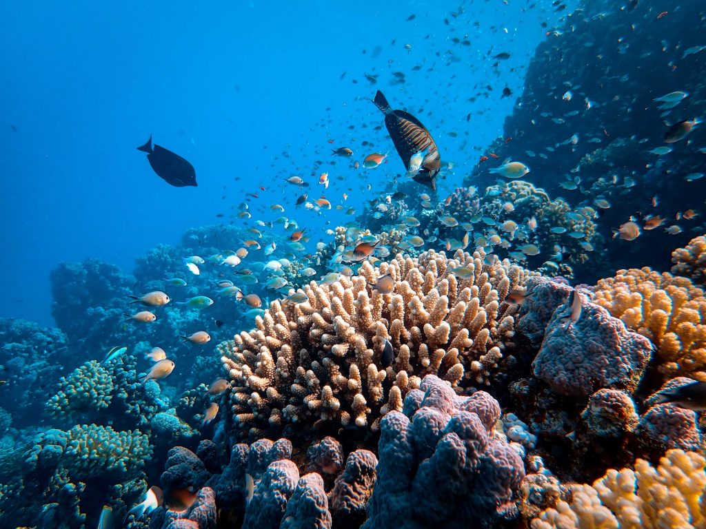 réserver session excursion plongée sous-marine île maurice récif coralien accompagnée expert moniteur débutant enfant famille
