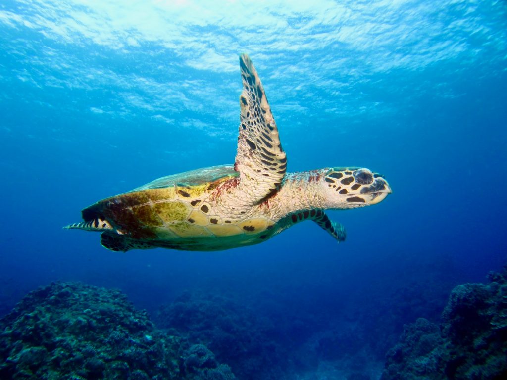 maurice plonger avec les tortues dauphins poissons tropicaux corail récif île maurice moniteur sécurité instructeur réserver