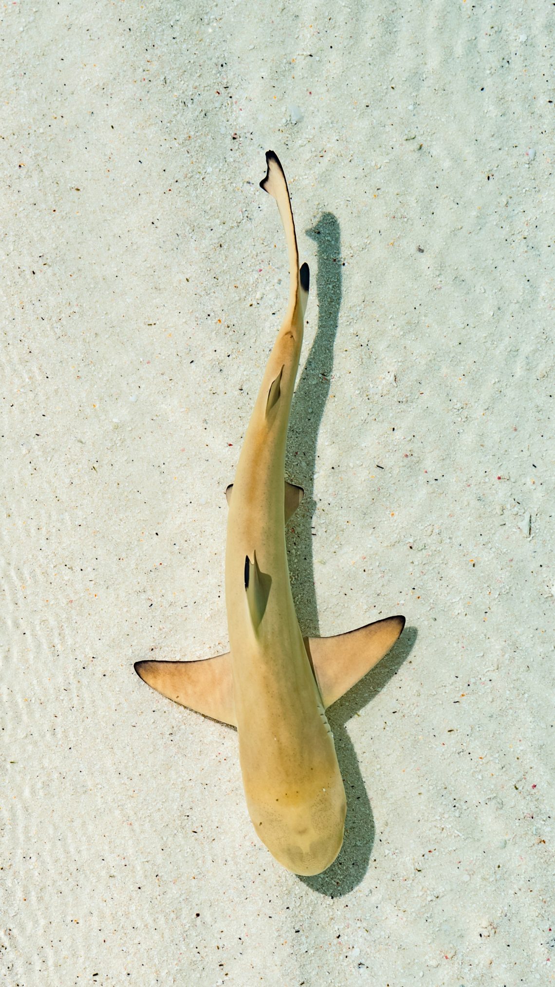nager avec des requins sur l'île Maurice