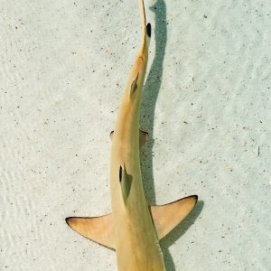 nager avec des requins sur l'île Maurice