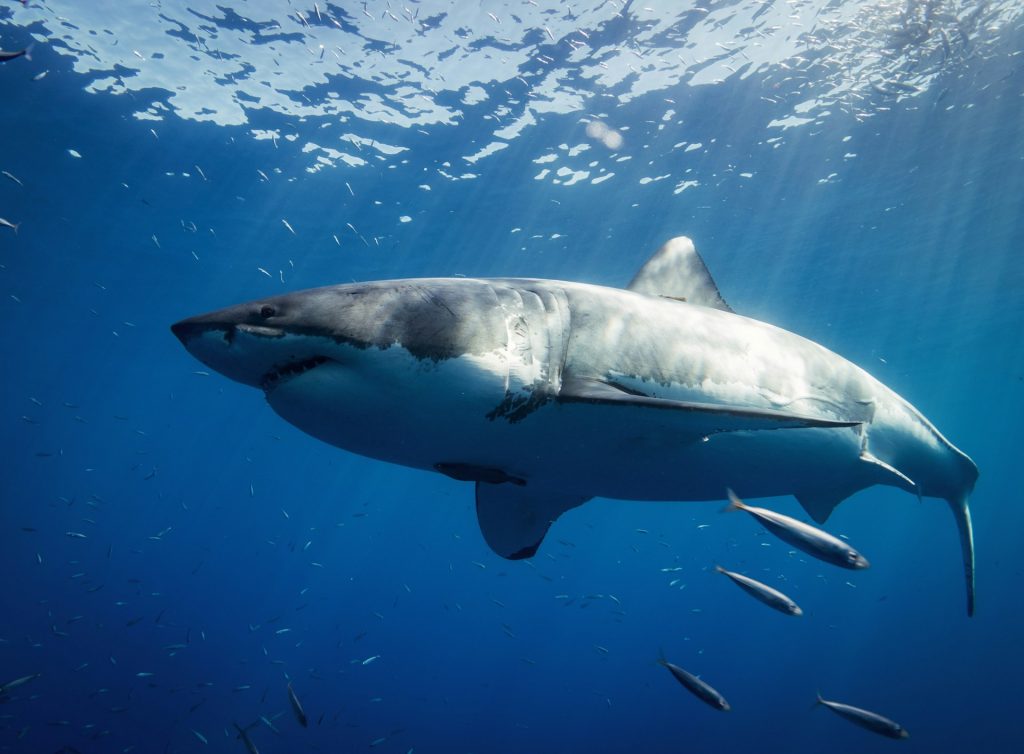 Les initiatives de préservation des requins menées à l'île Maurice