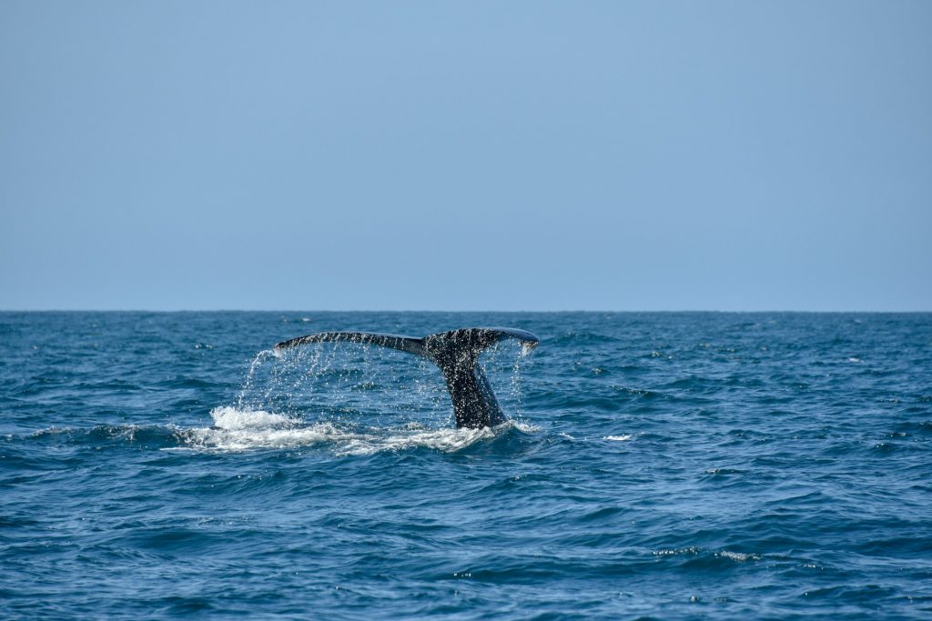 excursion ile maurice baleine